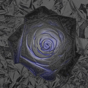 Rose - Single