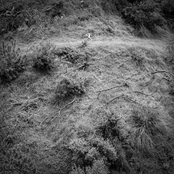 Anna Tivel: Animal Poem