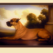 Great Dane