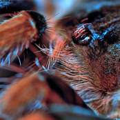 the frailest homes hold all the love