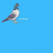 the stranger