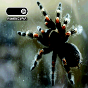 AcIdOsCoPiA -2012