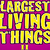 Largest Living Things II