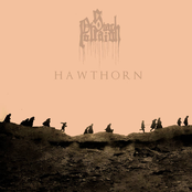 Hawthorn