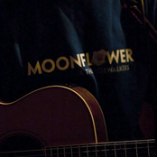 moonflower