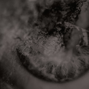 SONANCE/TORPOR SPLIT