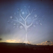 the lemon tree