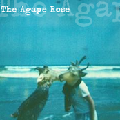 the agape rose