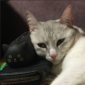 В ту ночь когда улыбались котики < 3