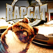 Rap Cat