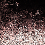 Something's moving in the bushes