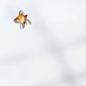 Ｔｅｌｅｃｏｍｍｕｎｉｃａｔｉｏｎｓ