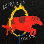 Lapdogs: Teeth