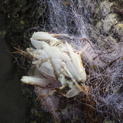 Crosscontaminated studies of shape-form identity/texture entity relational behaviours.