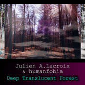Deep Translucent Forest