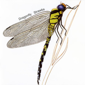 Dragonfly by Strawbs