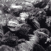 Trying Too Hard (Lullaby)