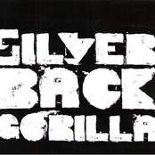 Silverback Gorilla