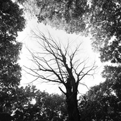 copy other people and pretend to be creative