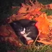 Hold my hand, I don't want to lose you in the leaves