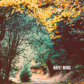 Maple Wood