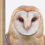 L'Effet Rebond (Version Iridium)