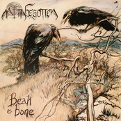 The Road to Unseelie Court: Beak & Bone