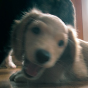 Dog In The Evening 2