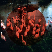 Women / Cold Pumas / Fair Ohs / Friendo split 7"