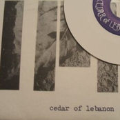 CEDAR OF LEBANON-7''