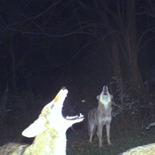 the light that failed