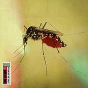 Brother In The Night