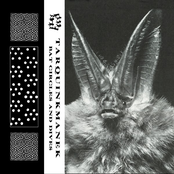 Bat Circles And Dives