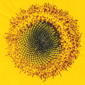 Principles Of Inertia