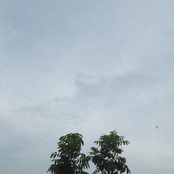 Tanan