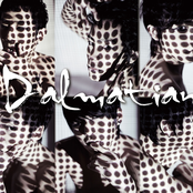 Dalmatian