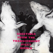 Greetings from the transcendent piggy world