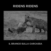 Il Branco Sulla Carcassa