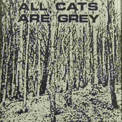 all cats are grey