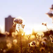 Anti-Civilization Music