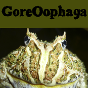 Bloody Horns of Ceratophrys