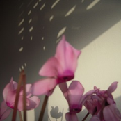 Cyclamen