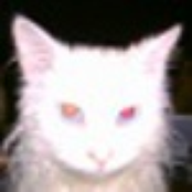 turkish angora (2006)