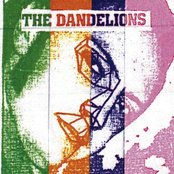 the dandelions