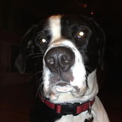 The Greatest Song About A Dog Ever Made