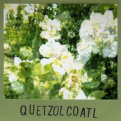 Sunlight Blossom Confusion