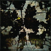 Immerso in un bosco di querce