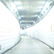 Please Pray for the Pigs