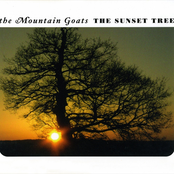 the sunset tree