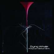 Pregnant Before Birth